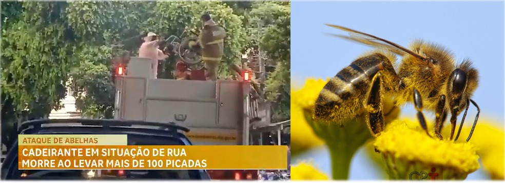 MG: Mulher cadeirante morre com mais de 100 picadas de abelha